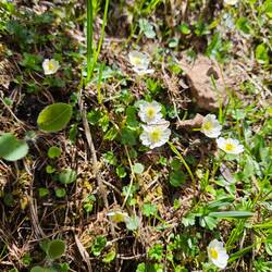 Ranunculus alpestris