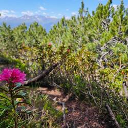 Rhododendron ferrugineum (Rusty-leaved Alpenrose)