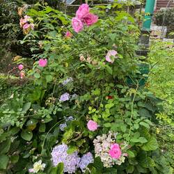 🌹 Die Gartenanlagen sind besonders für Rosen bekannt.
