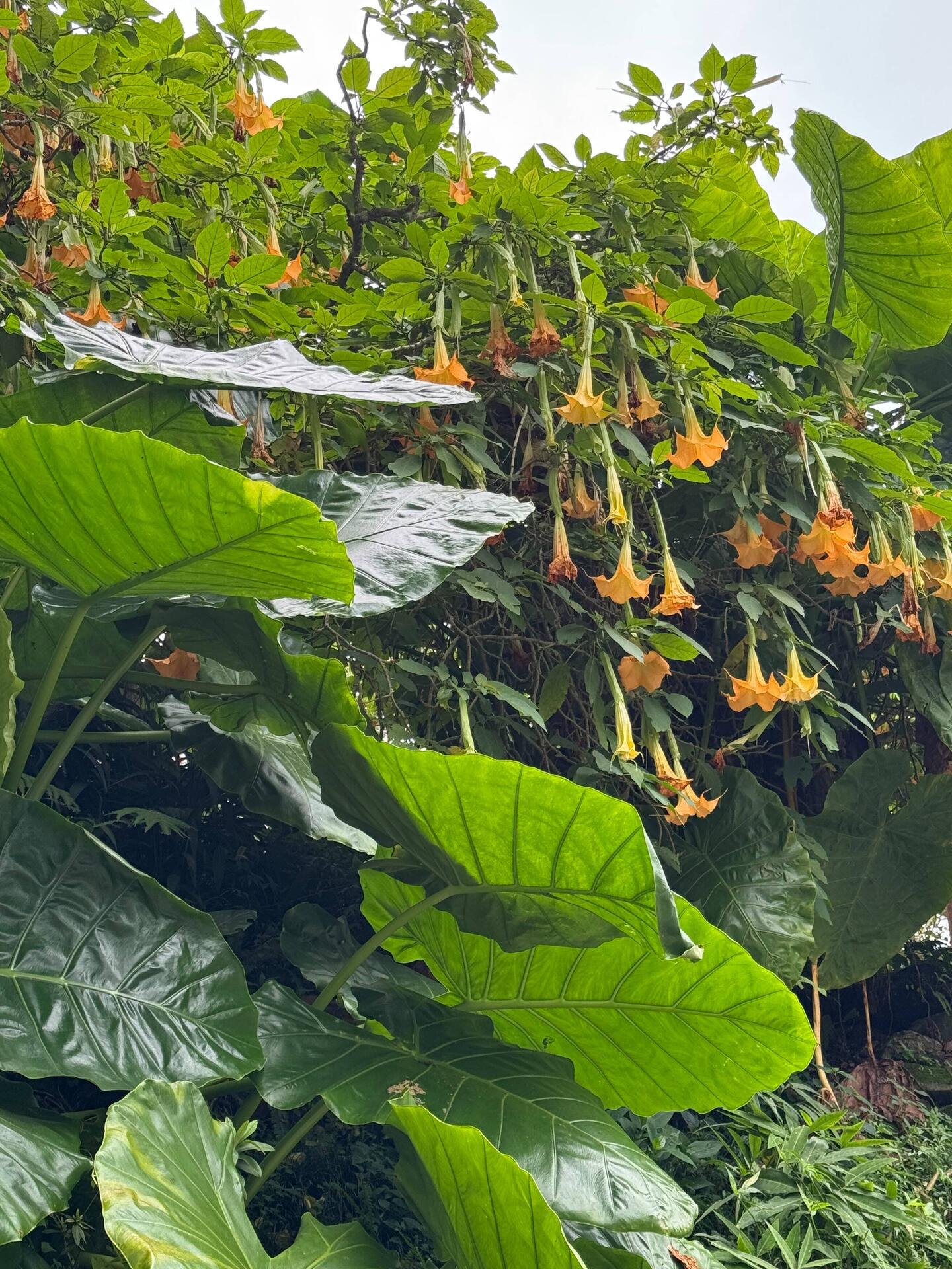 🌸 Viele Pflanzen stammen aus kühleren Bergregionen.