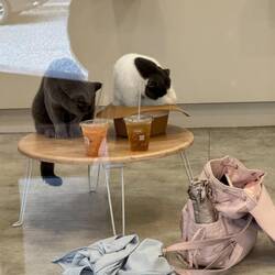 Apropos: ins Katzencafé wollten wir diesmal nicht... zu uncool 😎👊