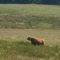 Highland cow