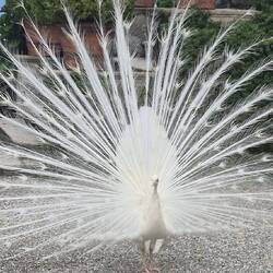 The rare white peacock