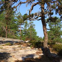 Sörknatten Naturreservat
