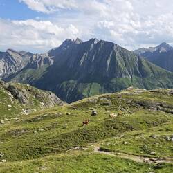 Blick vom Pfitscherjochhaus Richtung Gliederscharte
