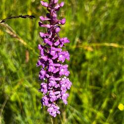 Langsporniger Händelwurz - eine wilde Orchidee