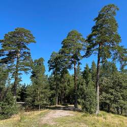 Auf dem Bergrücken des Sunnerstaåsen stand einst eine Burg