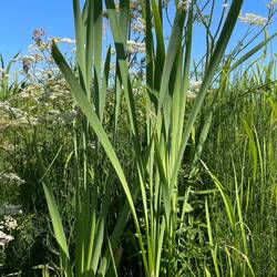 üppige Vegetation