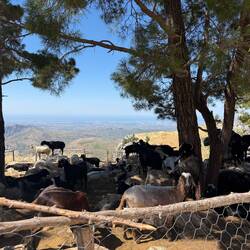Auch die Ziegen genießen auf 1100 m den Ausblick.🐐
