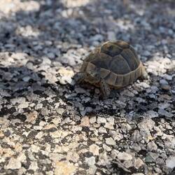 Auf der Straße: eine kleine Schildkröte 🐢