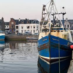 Hafen von Stornoway. Links vom Schiff drei Robben, die auf Abfälle warten