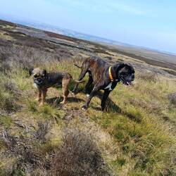 Yorkshire Moors