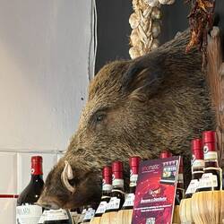 Das arme Wildschwein 🐗