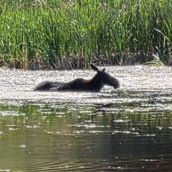 We've been to Yellowstone 5 times. This is the first time we've seen a moose in the park.