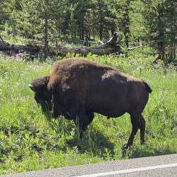 Bison