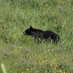Black bear