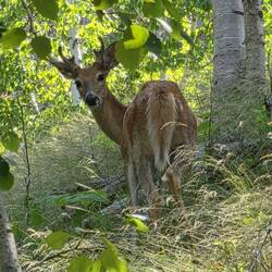 Went for a hike near Deadwood and saw a.lot a of young white tailed deer.