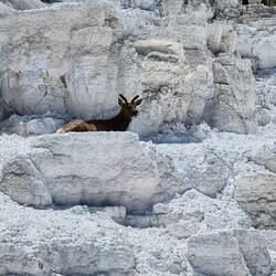 This guy was just hanging out at Mammoth Hot Springs