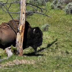 Bison scratching the itch on a tree