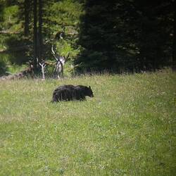 Another shot of the bear