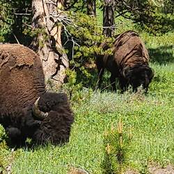 A couple of bison that were feeding near the road