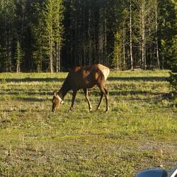 Elk near our accommodation in Grant Village. This one is wearing a tracking collar.