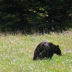Black bear that was feeding on the plants here