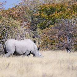 Black Rhino