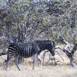 Zebra wo meh schwarzi aus wissi streife het.😍
