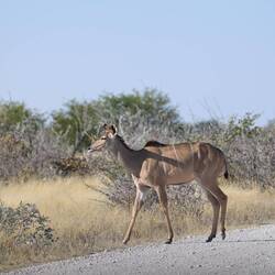 Kudu