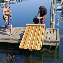 Krabbenrennbahn im Hafen Årøsund
