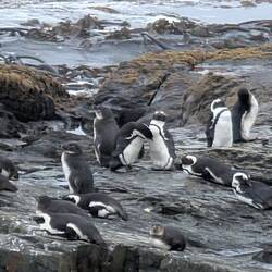 Auch die Frackträger sind auf Robbenisland