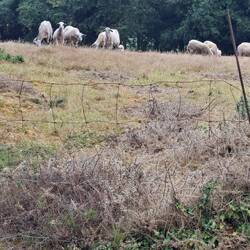 Sheep!! Today really had a NZ feel to it 😂