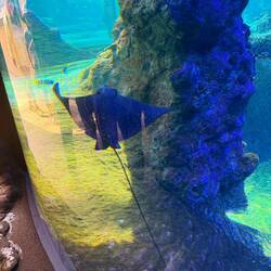 Im Aquarium des Breslauer Zoos