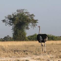 Weiterfahrt durch das Chobe Reserve