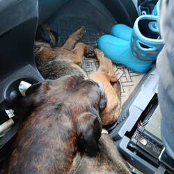 Vorschlafen auf dem Weg zum Stellplatz - Brüder ❤️