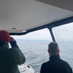 Whales!