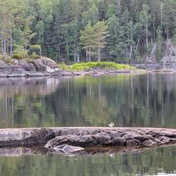 Wasseruferläufer
