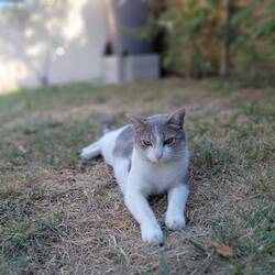 Quite a refined cat, but very aloof and not at all cuddly