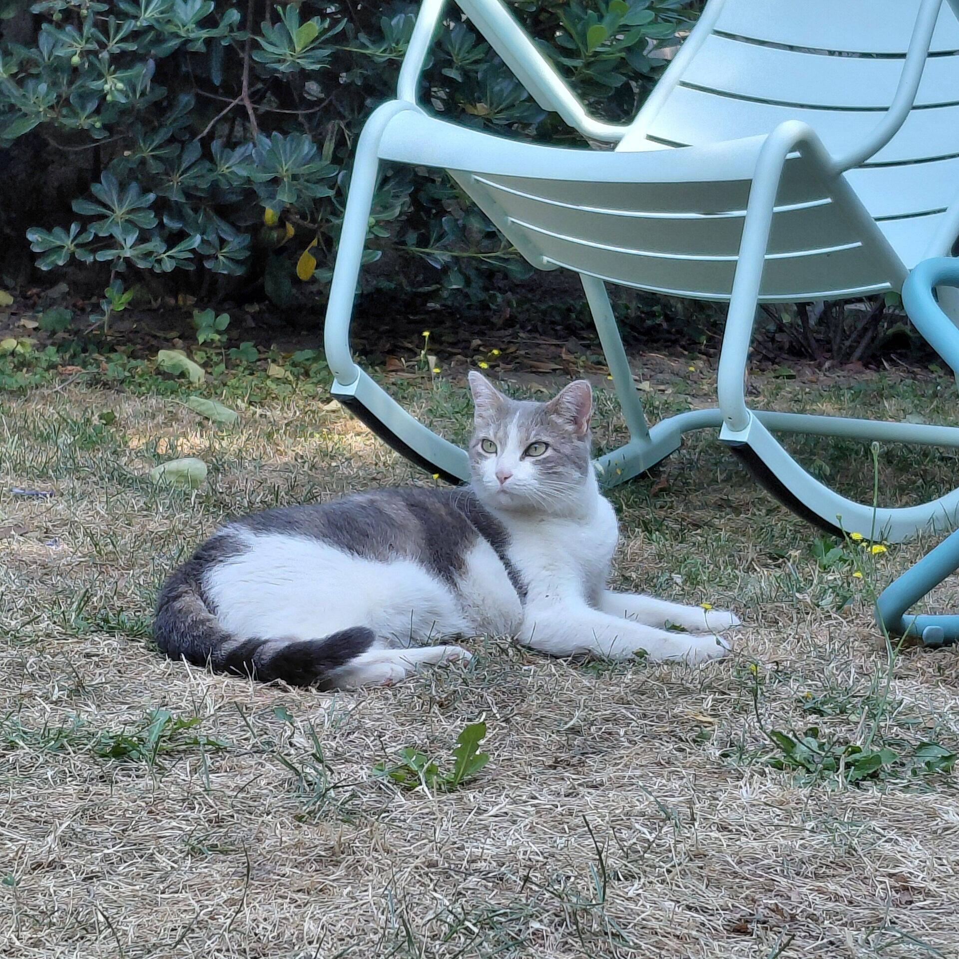 HRH Havana, rules the leafy neighbourhood
