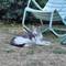 HRH Havana, rules the leafy neighbourhood