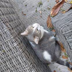 I can get a pat now and then
