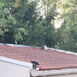 Cat on a hot tiled roof