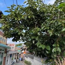 Kaki Frucht an der Straße