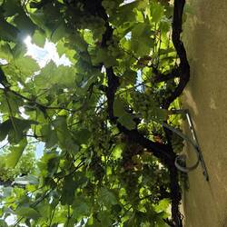 Wein prägt die Region!