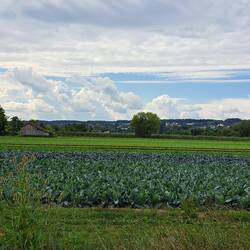 Gemüseanbau in Tägerwilen, CH