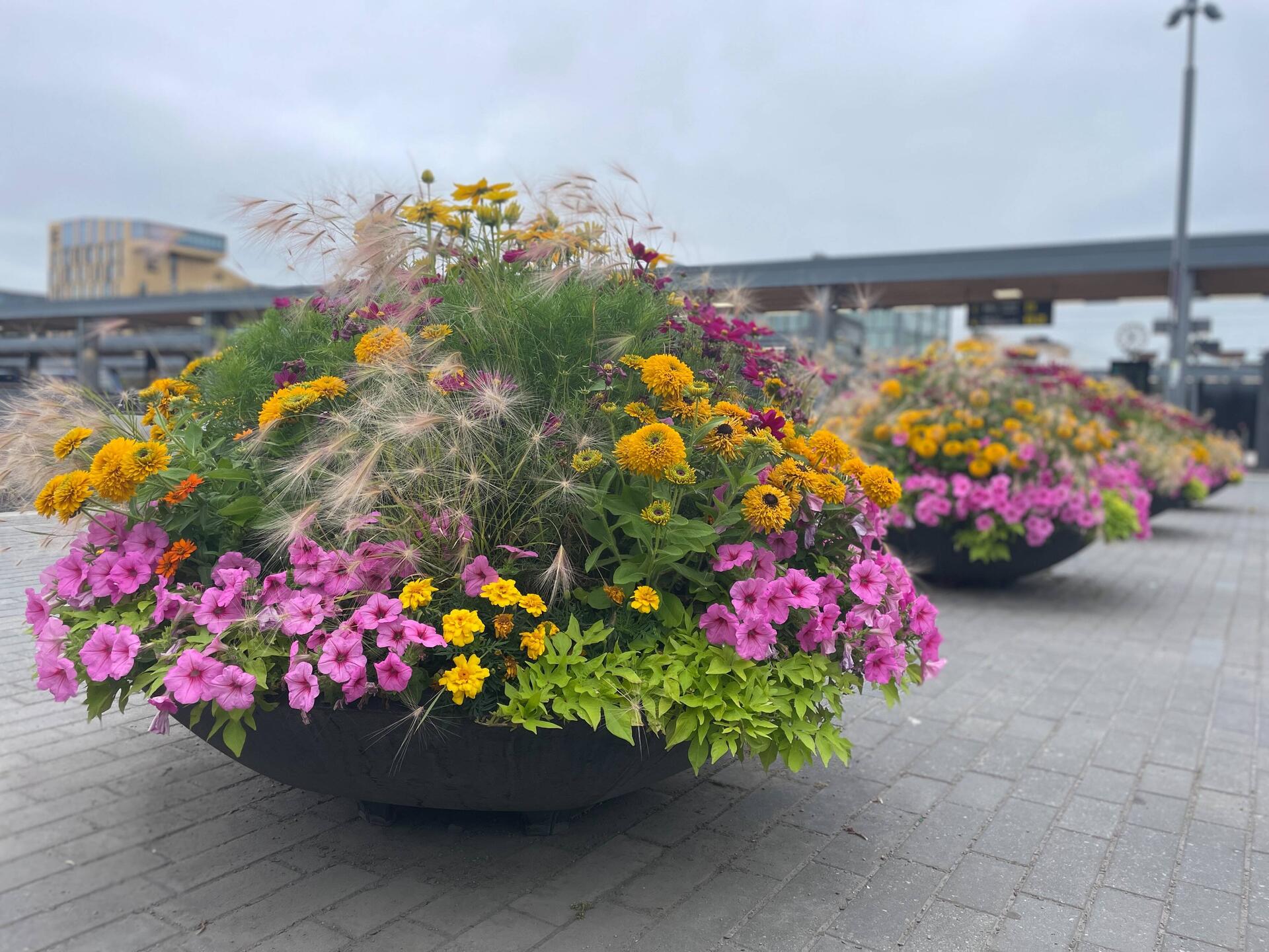 Blumen überall in dieser sauberen Stadt