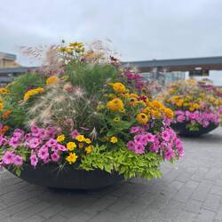 Blumen überall in dieser sauberen Stadt