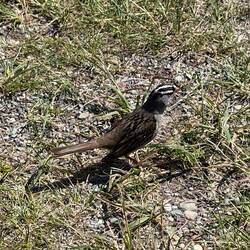 White-crowned Sparrow