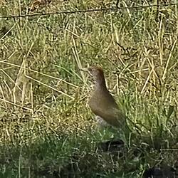 Wachtelkönig